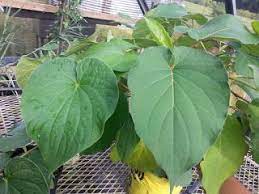 False Kava Kava Kava Tea Natural Home Remedies