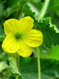 There are 3204 yellow vine flowers for sale on etsy, and they cost 16,04 $ on average. Pollination Of Vegetable Plants Do I Need More Than One Pennlive Com