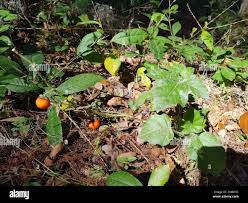 Image result for Solanum capsicoides