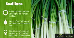 And if you consider that the green onions are grown with their own hands, it becomes doubly more useful and tasty! How To Grow Scallions Indoors The Indoor Gardens