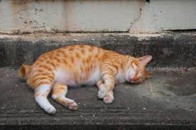 No one but a vet can tell you what's wrong with your cat. Why Is My Cat S Belly Swollen And Hard Main Causes