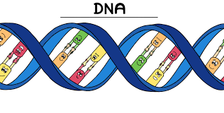 Follow us for news, photos, videos and the latest trends from india and around the world. Dna Role In Inheritance Overview Importance Expii
