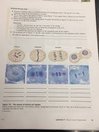 Cells undergo mitosis because there must be a process in which the nucleus is divided in order for there to be a successful reproduction for cells. N To Accompany Essentials Of Biology Fitth Eition Chegg Com