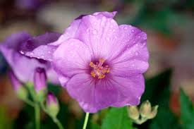 Image result for Abutilon grantii