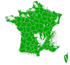 Image result for Pachylobus osika