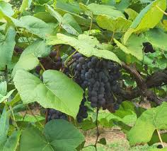A topsoil of clay expands and contracts with water, but. Bunch Grapes Home Garden Information Center