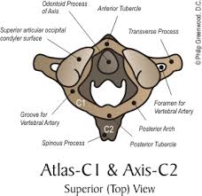 Det ligger i tilknytning til atlas. Atlas Subluxation Dr Philip Greenwood Chiropractor