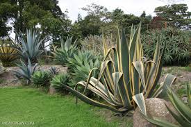 Image result for Agavaceae