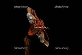 フォトライブラリー