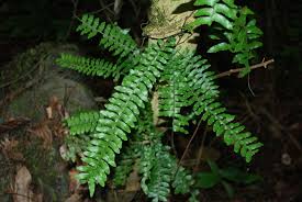 Image result for Andropterum