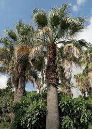 Image result for Washingtonia filifera