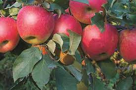 Read about the stark bro's history that spans over 200 years » Stark Bro S Nurseries Orchards Co Celebrates 200th Anniversary Growing Produce