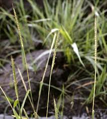 Image result for Ischaemum