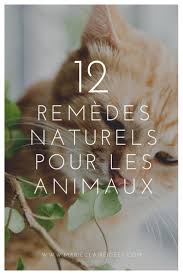 Des Recettes Naturelles Pour Prendre Soin De Ses Animaux Vermifuge Naturel Recettes Pour Chien Soigner Otite Chien