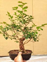 The crape myrtle bonsai tree is a tree in farmville. Crepe Myrtle Bonsai Can You Grow One Adam S Art And Bonsai Blog