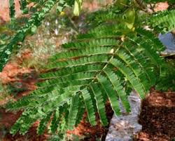 Image result for Caesalpinia sappan
