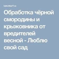 опрыскивание деревьев весной по фазам от болезней и вредителей Obrabotka Chyornoj Smorodiny I Kryzhovnika Ot Vreditelej Vesnoj Lyublyu Svoj Sad Sadovodstvo Dizajn Cvetochnogo Sada Poleznye Sovety