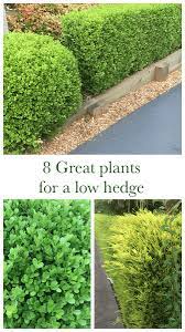 8 Great Plants For A Low Hedge Garden Hedges Small Garden Hedges Hedges Landscaping