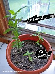 Grow From Cuttings Tropical Milkweed Propagation Monarch Butterfly Garden Milkweed Garden Butterfly Garden Plants