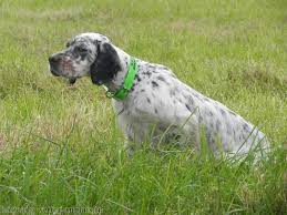 We did not find results for: Pedigree Setter Anglais Arbre Genealogique Izyha Des Miroirs D Automne