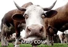 Mad Cow Gifs Tenor