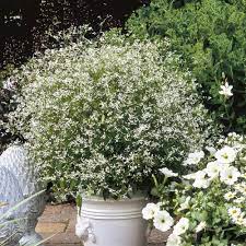 Shop for diamond frost euphorbia, shipped directly from the nursery to your door. Zauberschnee Euphorbia Chamesyce Diamond Frost Lichtnelke Pflanzenversand