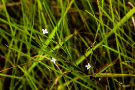 Image result for Brachycorythis inhambanensis