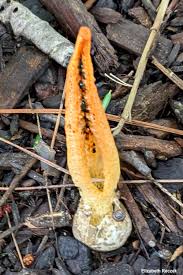 Image result for Pseudopod Ospermum