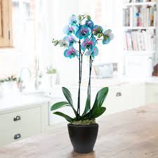 Maybe you would like to learn more about one of these? Valentine S Blue Orchid In Pot