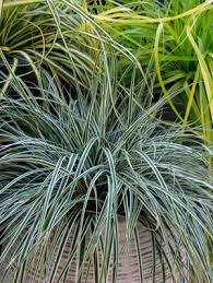 Image result for Carex johnstonii