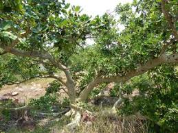 Image result for Ficus glumosa