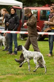 Image result for auvergneský ohař