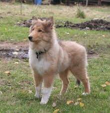 Collie Dog Breed Pictures Rough And Smooth 4 Rough Collie Collie Puppies Rough Collie Puppy