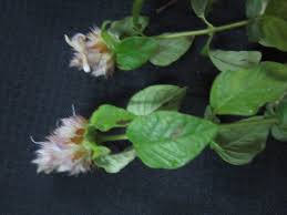 Image result for Lepidagathis scariosa