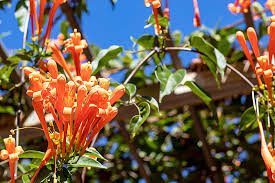 Image result for Pyrostegia