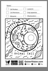Pin By Quangvinh On Sản Phẩm Tự Lam Va Thủ Cong Mỹ Nghệ Color Activities Augmented Reality Animal Cell