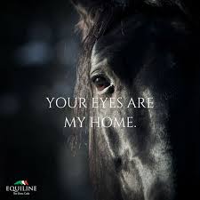 Your Eyes Are My Home Love Equestrian Horse Equestrian Horse Horse Riding Quotes Horse Quotes Horse Love Quotes