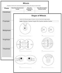 List the two things that mendel's principles of genetics required in. Mitosis Worksheets Middle School Science Cells Mitosis Teaching Biology