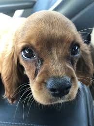 Maybe you would like to learn more about one of these? Home At Last Dog Rescue Sponsor A Pet Grant Report Petfinder Foundation