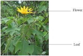 Image result for Tithonia diversifolia