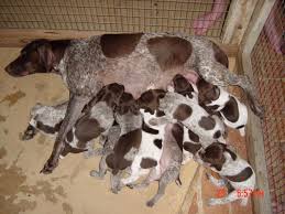 This is a highlight video of our german shorthaired pointer named benelli growing up from day 1 when we brought him home up through about 3 years old. German Shorthaired Pointer Puppies Pointer Puppies German Shorthaired Pointer Pointer Dog