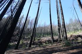 Residents question decisions to log burned forests following 2017 Napa  County fires