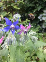 Borage And Bee Pflanzen Garten Blumen