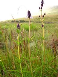Image result for Pycnostachys reticulata