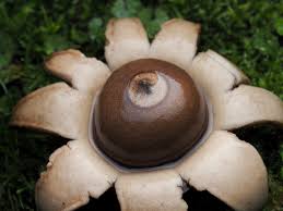 Image result for Geastrum triplex