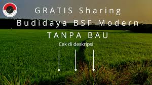 Marak nya budidaya belatung di indonesia tidak terlepas dari permintaan pasar terhadap belatung itu sendiri. Yurie Bsf Black Soldier Fly Facebook