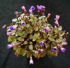 Shipped quickly and well packed! Purple Violets Trailer Google æœå°‹