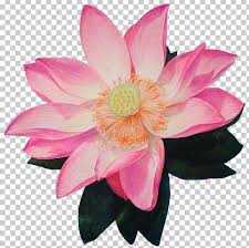 Lotus Flower Cartoon Drawing Get Images Four Download 22,026 lotus flower free vectors. lotus flower cartoon drawing get