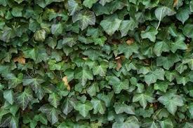 Tulipe plante vivace entretien plantes vertes les plantes vertes d intérieur une plantes tropicales rares ici grandes plantes vertes d intérieur plante verte balcon bulbes fleurs vivaces plantes d intérieur retombantes plantes vertes retombantes plantes retombantes d intérieur plantes d. Decouvrez 10 Plantes Retombantes Tres Originales Et Decoratives