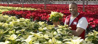 Lowe S Home Improvement Amazing Gardens Bloom Poinsettia